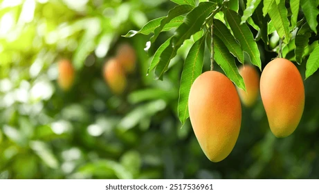 Ripe mangoes growing on a tree planted in an African village.